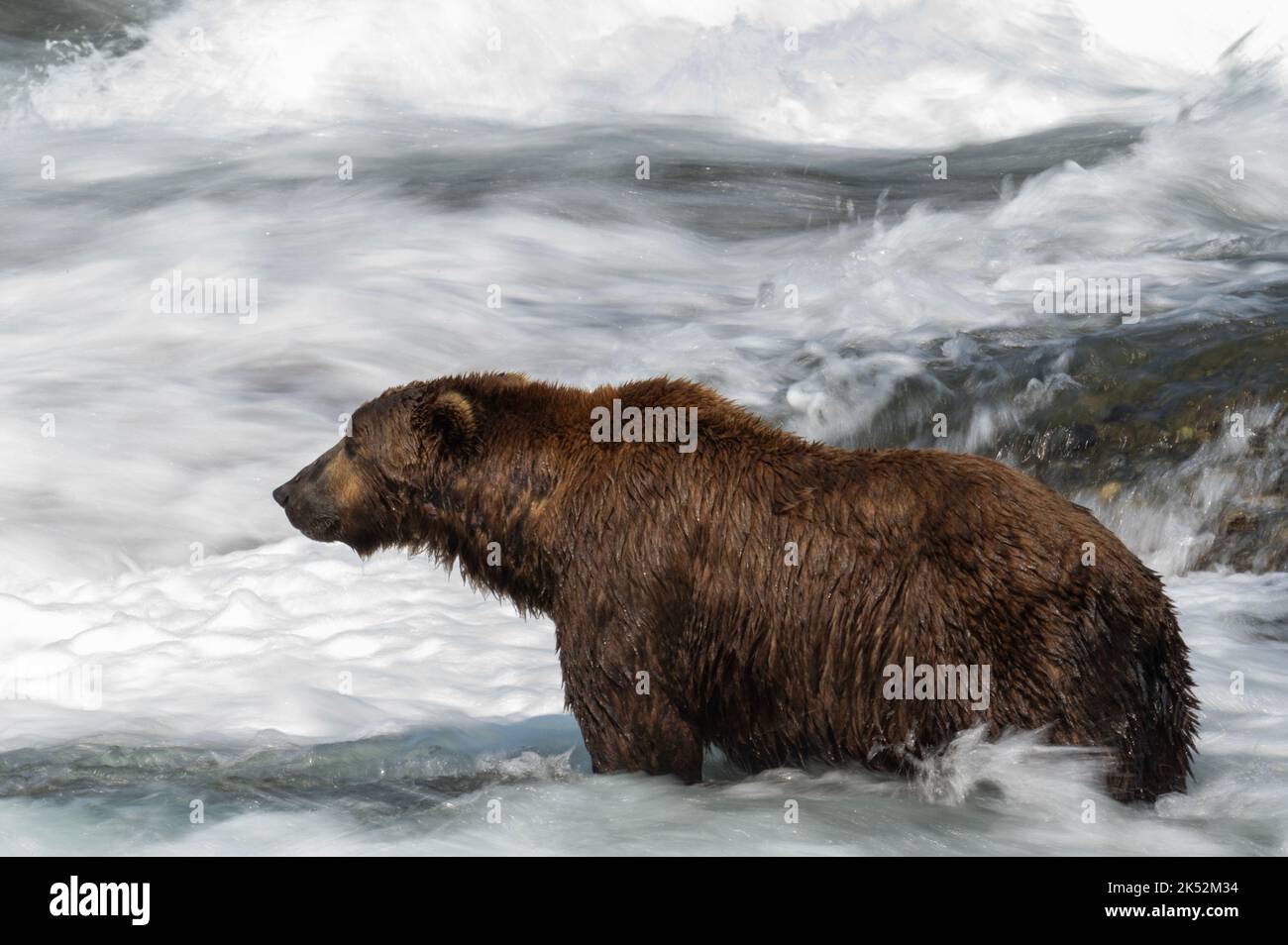 Orso bruno dell'Alaska in piedi nelle rapide che pescano il salmone in Alaska Foto Stock