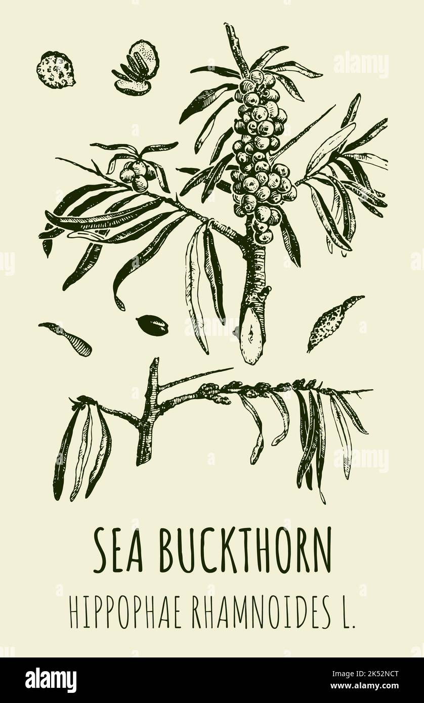 Disegni vettoriali di SPINA DI MARE. Illustrazione disegnata a mano. Nome latino HIPPOPHAE RHAMNOIDES L. Foto Stock