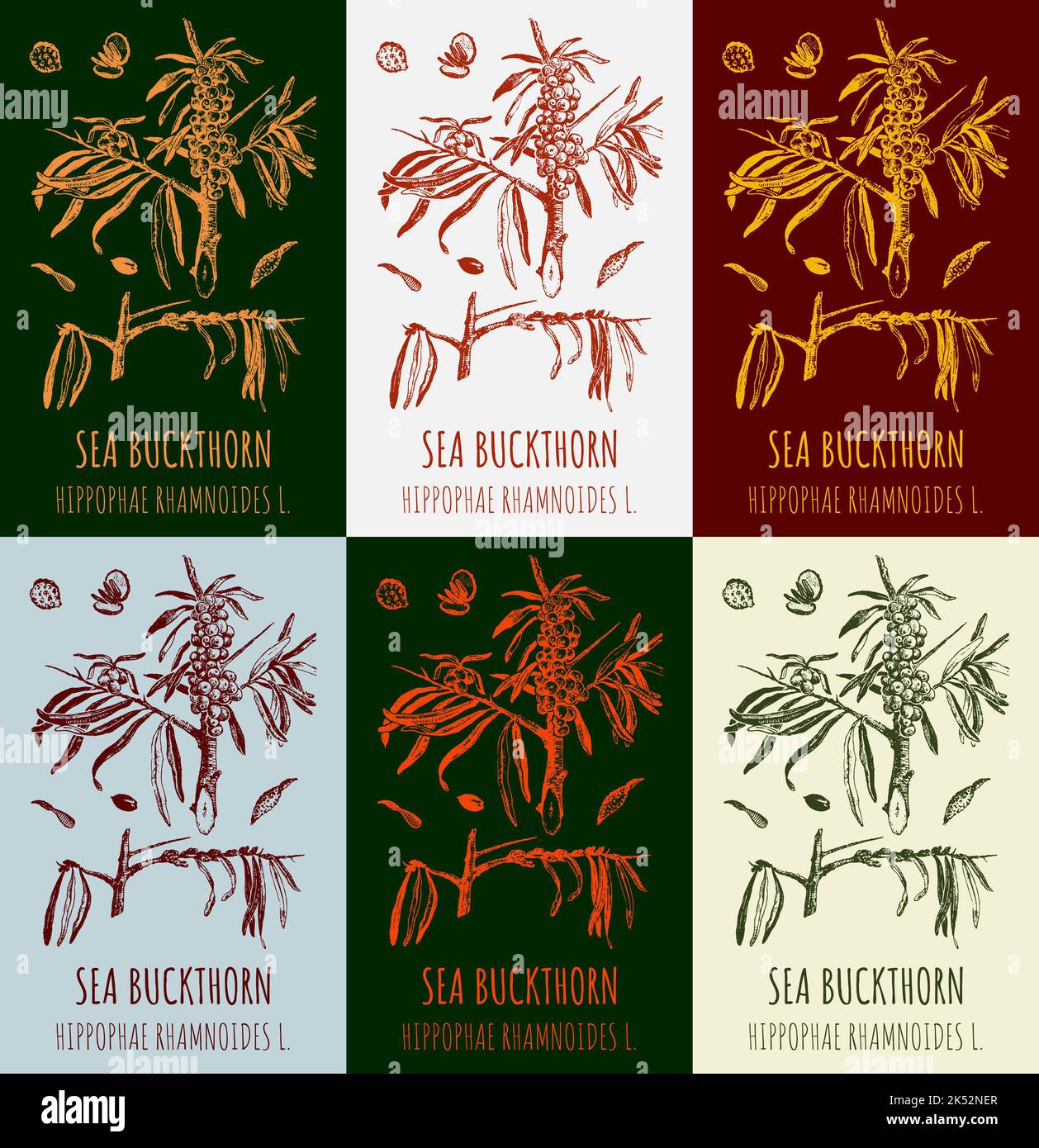 Set di disegni vettoriali di SPINA DI MARE in diversi colori. Illustrazione disegnata a mano. Nome latino HIPPOPHAE RHAMNOIDES L. Foto Stock