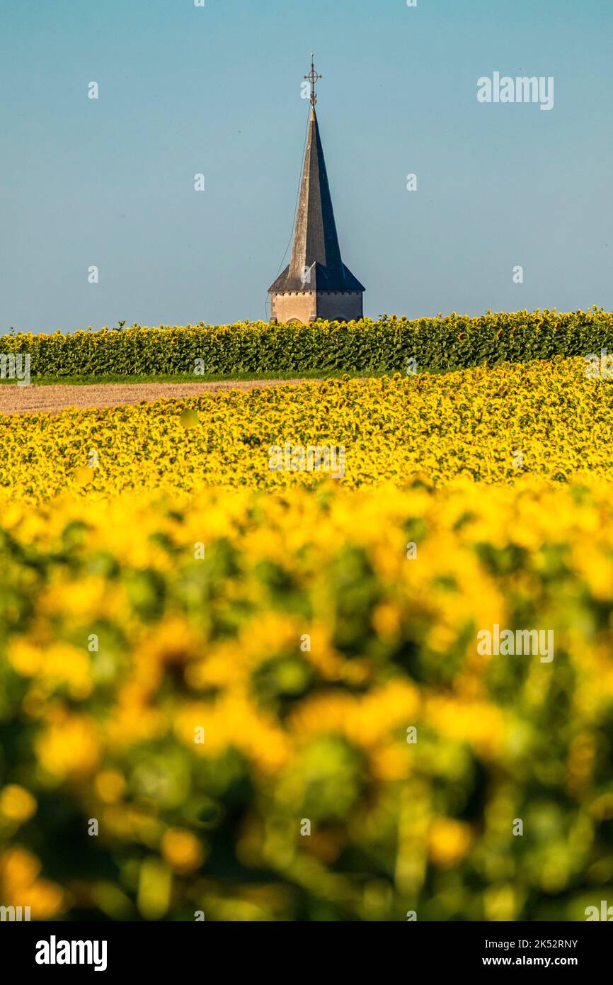 Francia, Puy de Dome, campo di girasoli e campanile del villaggio di Surat, pianura di Limagne Foto Stock