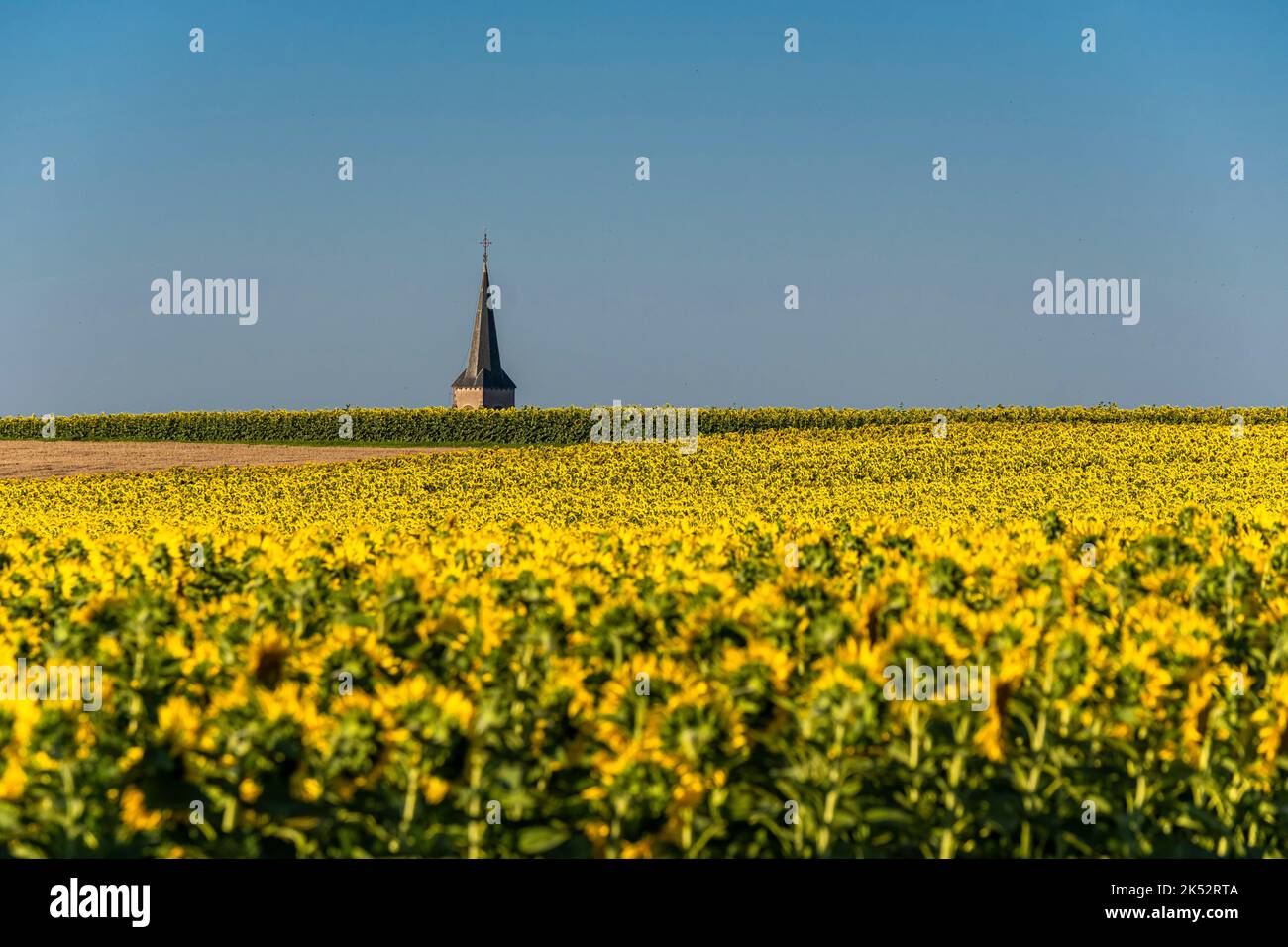 Francia, Puy de Dome, campo di girasoli e campanile del villaggio di Surat, pianura di Limagne Foto Stock