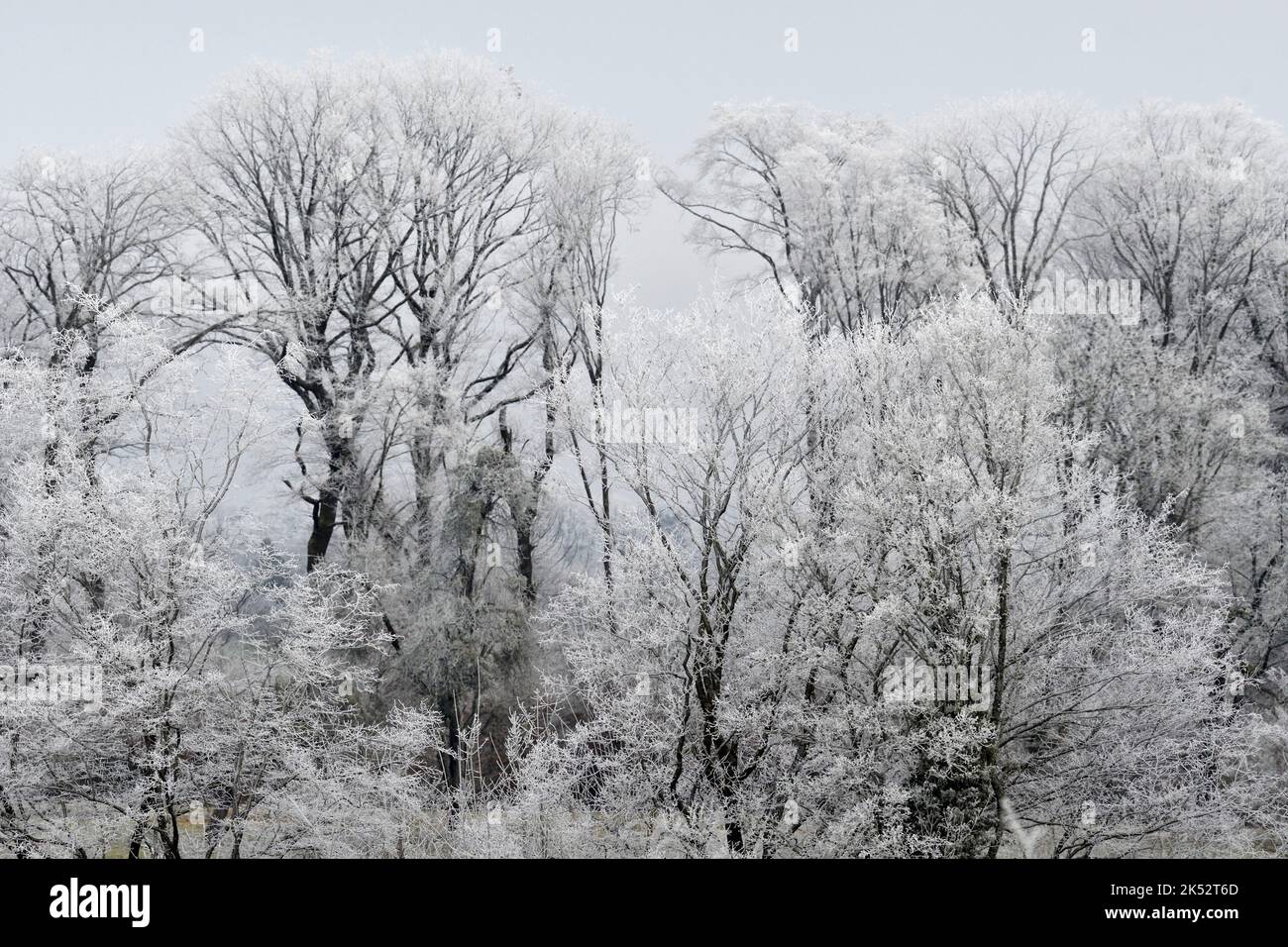 Francia, Doubs, Allenjoie, foresta ghiacciata, inverno, orizzontale Foto Stock