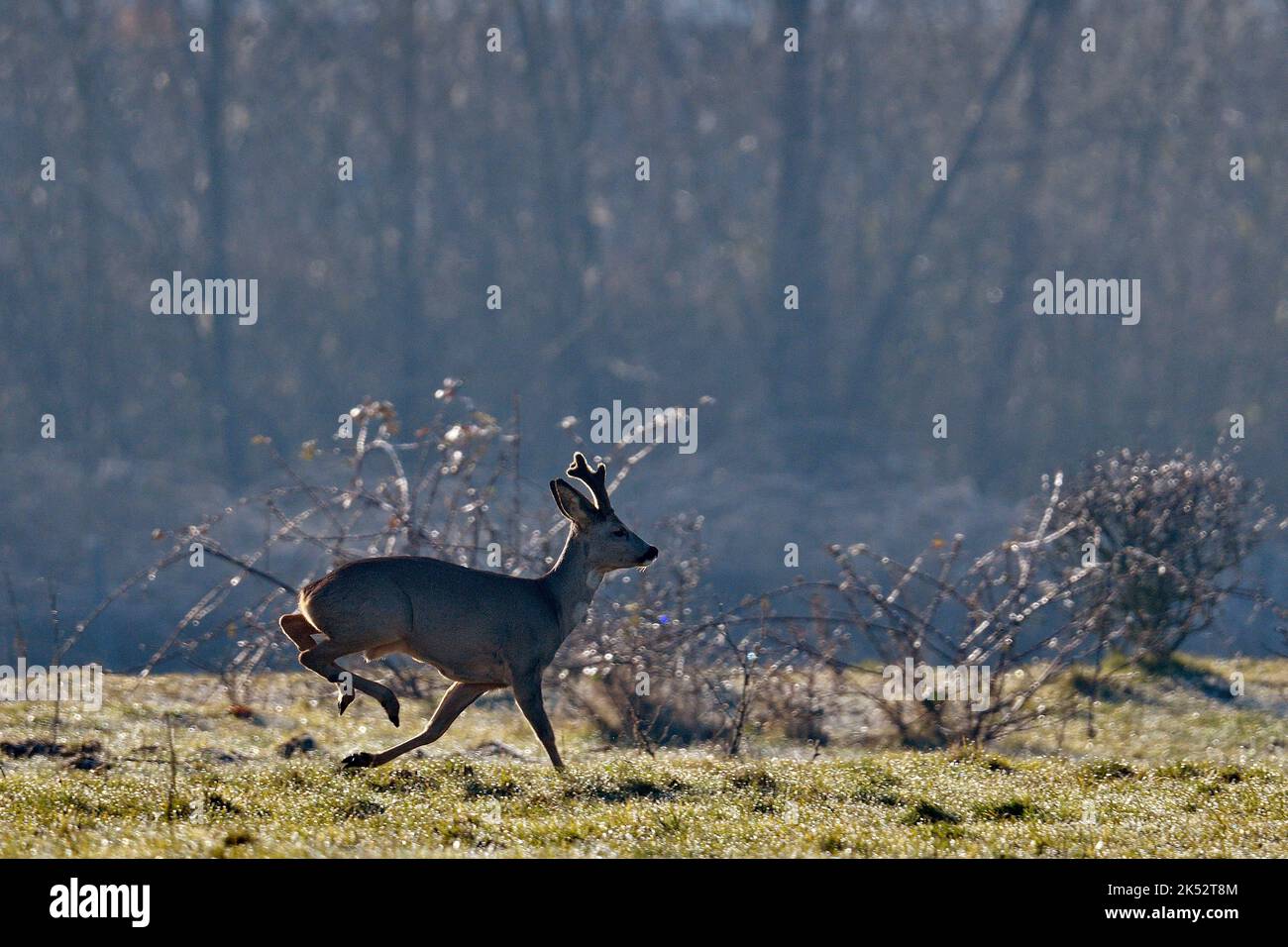 Francia, Doubs, Brognard, caprioli, broccato (Capreolus capreolus), correre, prato Foto Stock