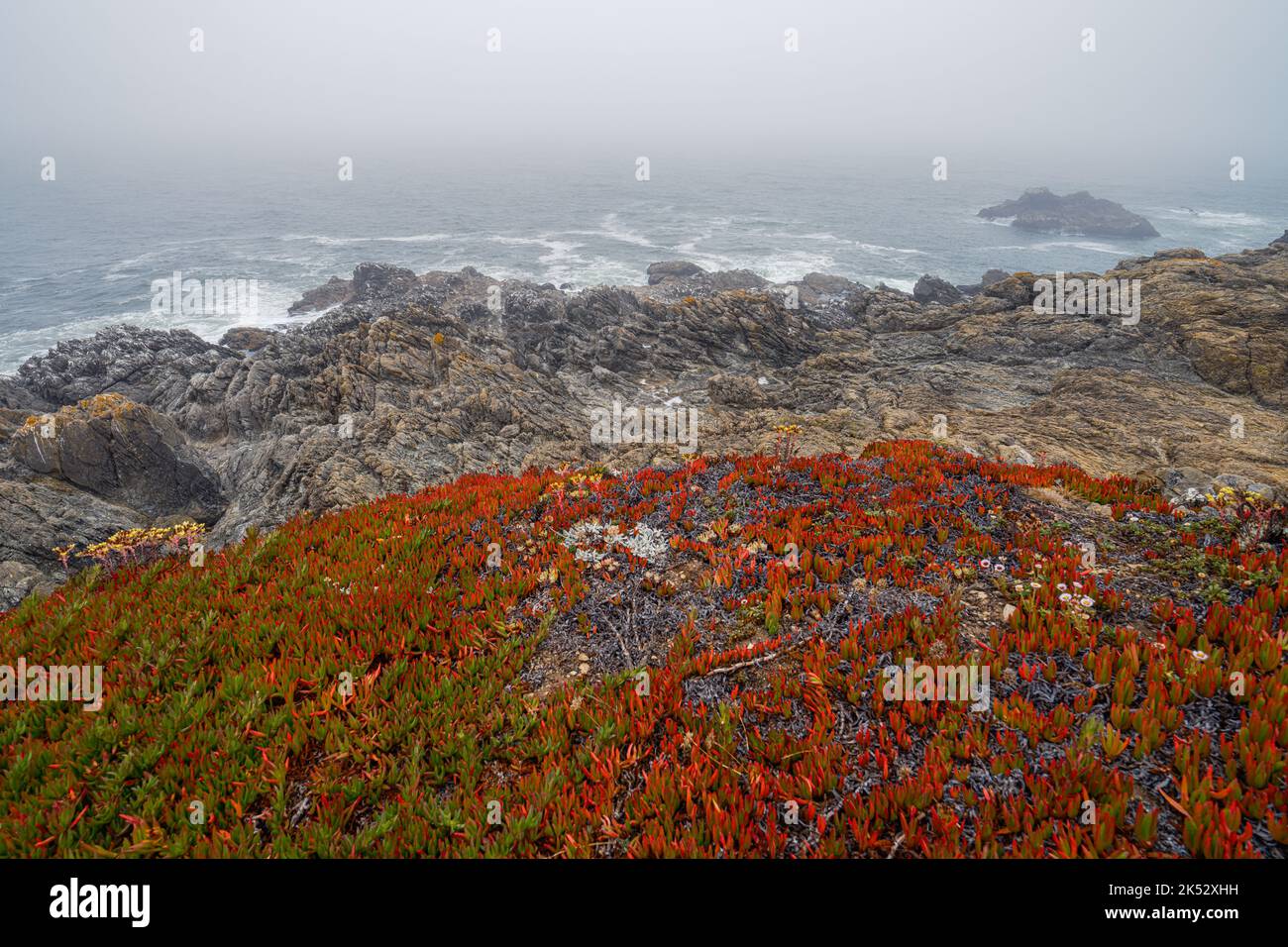 Piante di ghiaccio che crescono lungo la costa di Bodega Bay in un giorno d'estate misteriosa, California Foto Stock