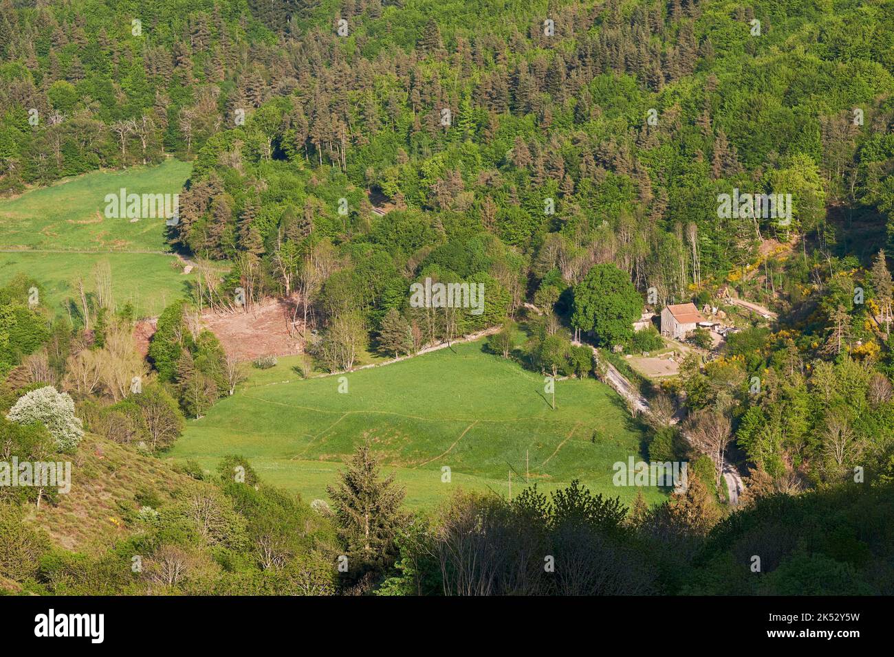 Francia, Ardeche, Massiccio Mezenc, Saint Martial, Mid montagna zona forestale vicino al lago Foto Stock