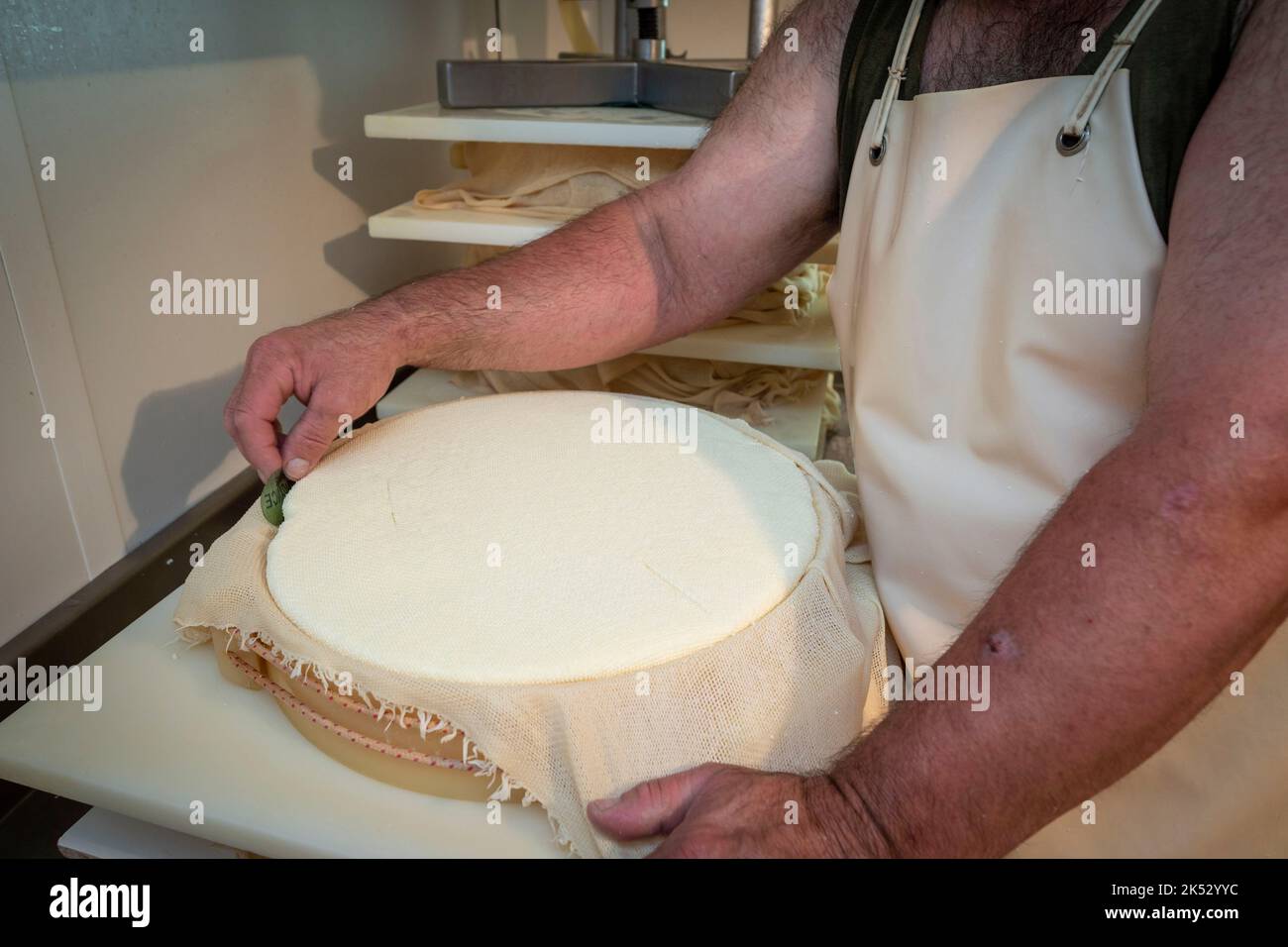 Francia, alta Savoia, massiccio Chablais, Chatel, produzione di Abondance nel pascolo di montagna Barbossine, produzione giornaliera di formaggio nel mese Foto Stock