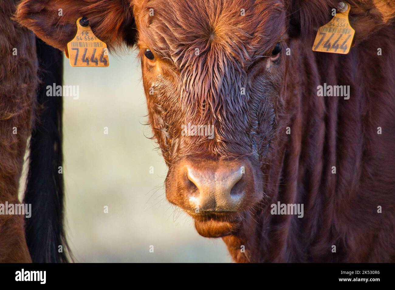Francia, Meurthe-et-Moselle (54), Campagna della Lorena, vitello Limousin Foto Stock