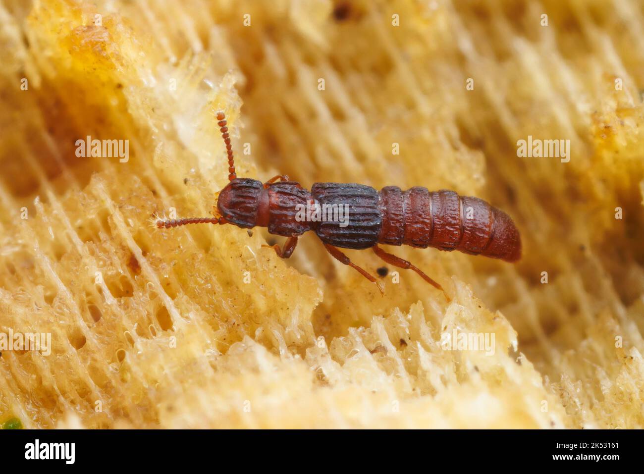 Coleottero senza margini (Thoracophorus costalis) Foto Stock