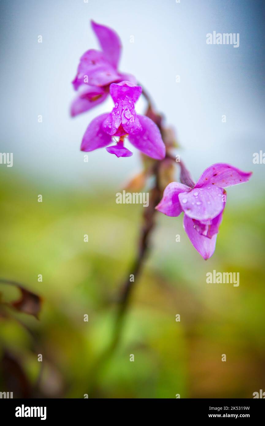 Francia, Caraibi, piccole Antille, Martinica, Morne-Rouge, Orchidea selvaggia vicino alla cima del vulcano Montagne Pelée Foto Stock