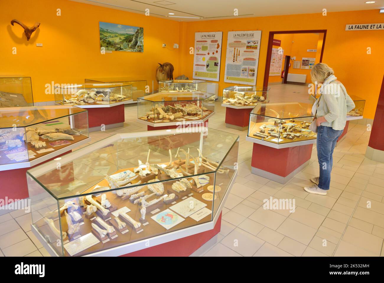 Francia, Pirenei Orientali, Tautavel, Museo della Preistoria di Tautavel, sala di frammenti ossei e scheletri di grandi erbivori da 500.000 anni fa Foto Stock