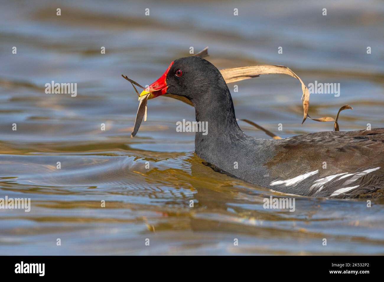 Francia, Somme, Saint-Quentin-en-Tourmont, Parc Ornithologique du Marquenterre, Moorhen comune (Gallinula cloropus) che trasportano materiali per costruire il suo ne Foto Stock