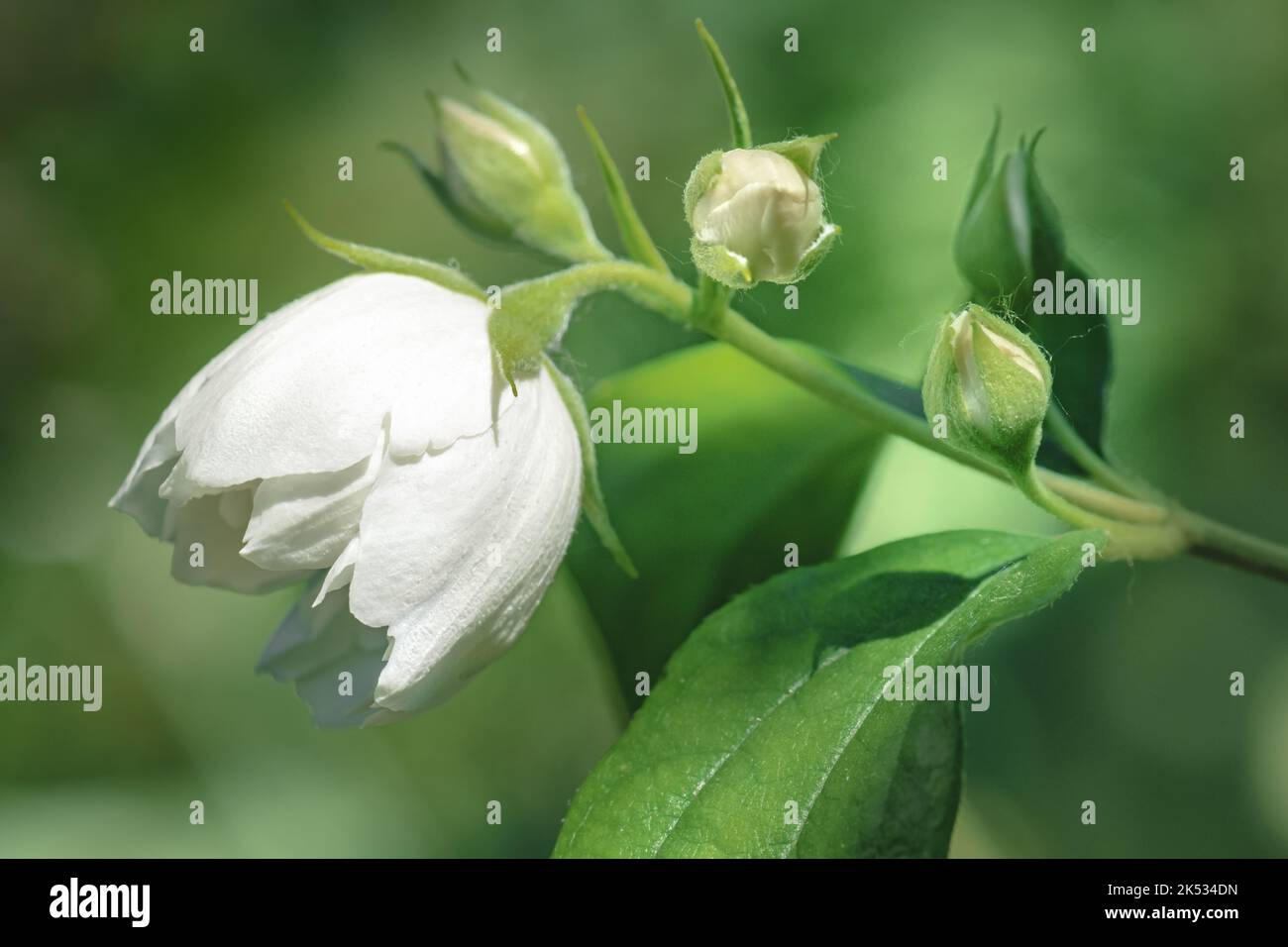 Un macrofo di bellissimi fiori di filadelfus bianco doppio gelsomino Foto Stock