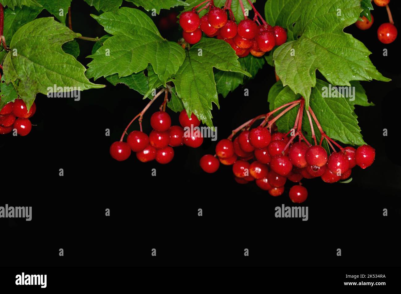 Bacche di Viburnum rosso con foglie su fondo nero Foto Stock