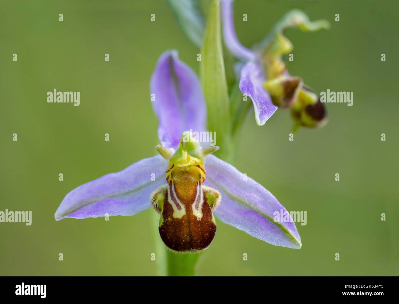 Francia, Normandia, Ophrys Bee (Ophrys apifera) Foto Stock