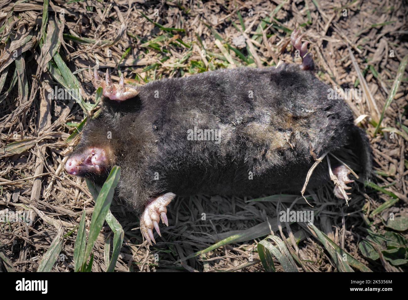 Dead European mole pancia su terra primo piano dettagli rocce erba Foto Stock