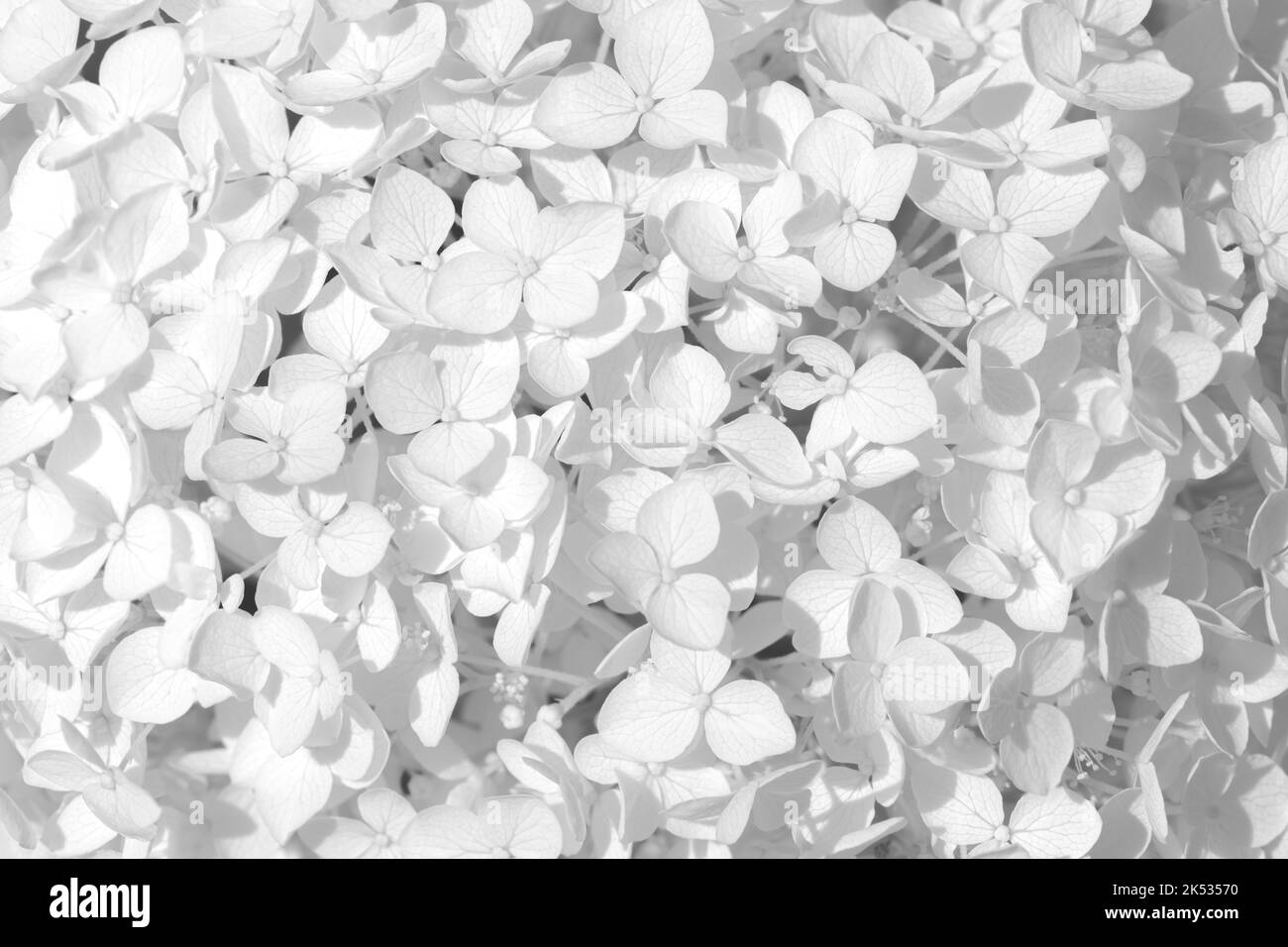 Tenero bianco hydrangea fiore fiori petalo sfondo matrimonio Foto Stock