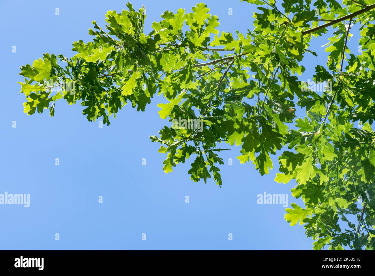 Foglie di quercia rami estate giorno soleggiato cielo blu Foto Stock