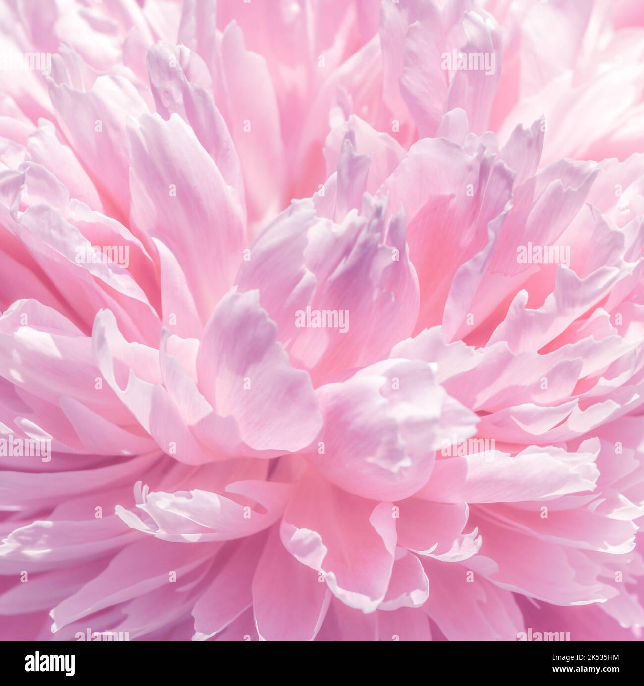 Astratto fresco tenero morbido rosa peonia fiore sfondo petali Foto Stock