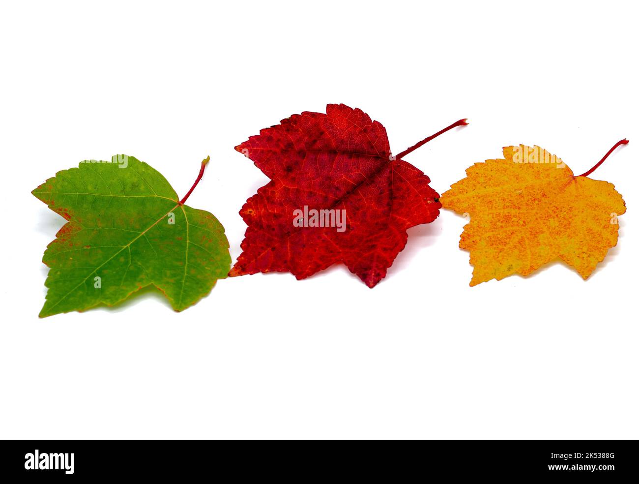 Stagioni di foglie d'acero d'autunno isolate su sfondo bianco Foto Stock