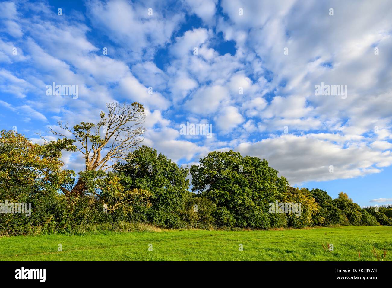 Campagna vicino Westerham nel Kent, Regno Unito. Un campo erboso con alberi adagiato su un cielo blu con nuvole bianche e soffici. Foto Stock