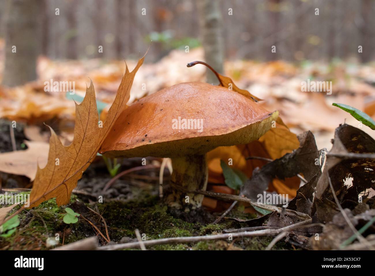 Jack scivoloso, mazzetto appiccicoso, cappuccio marrone, funghi Suillus luteus su fondo aghi di pino nella foresta autunnale. Stagione di foraggio. Messa a fuoco selettiva Foto Stock