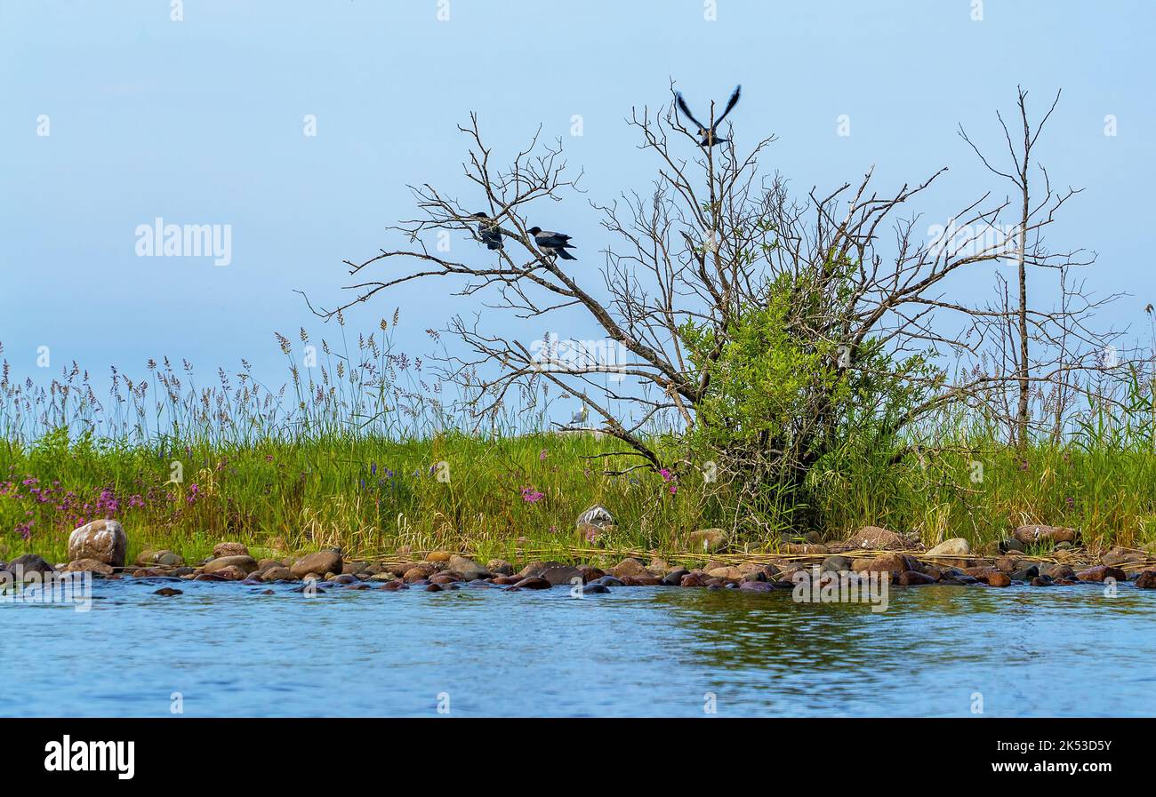 Tre corvi sono seduti su un albero secco sulla riva del lago Ladoga Foto Stock