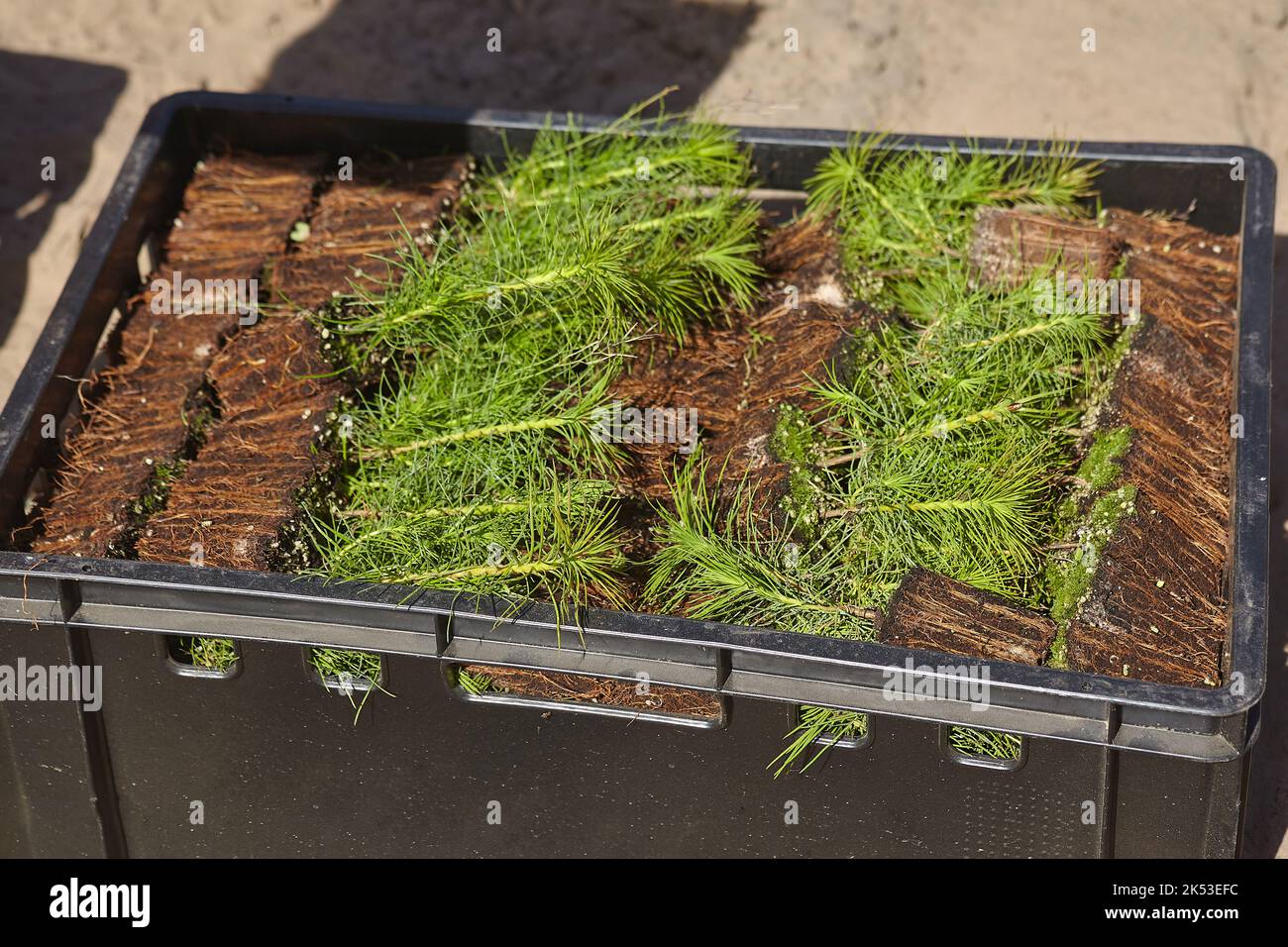 giovani pianta di conifere molto piccoli si trovano in una scatola prima di piantare di massa. Foto Stock