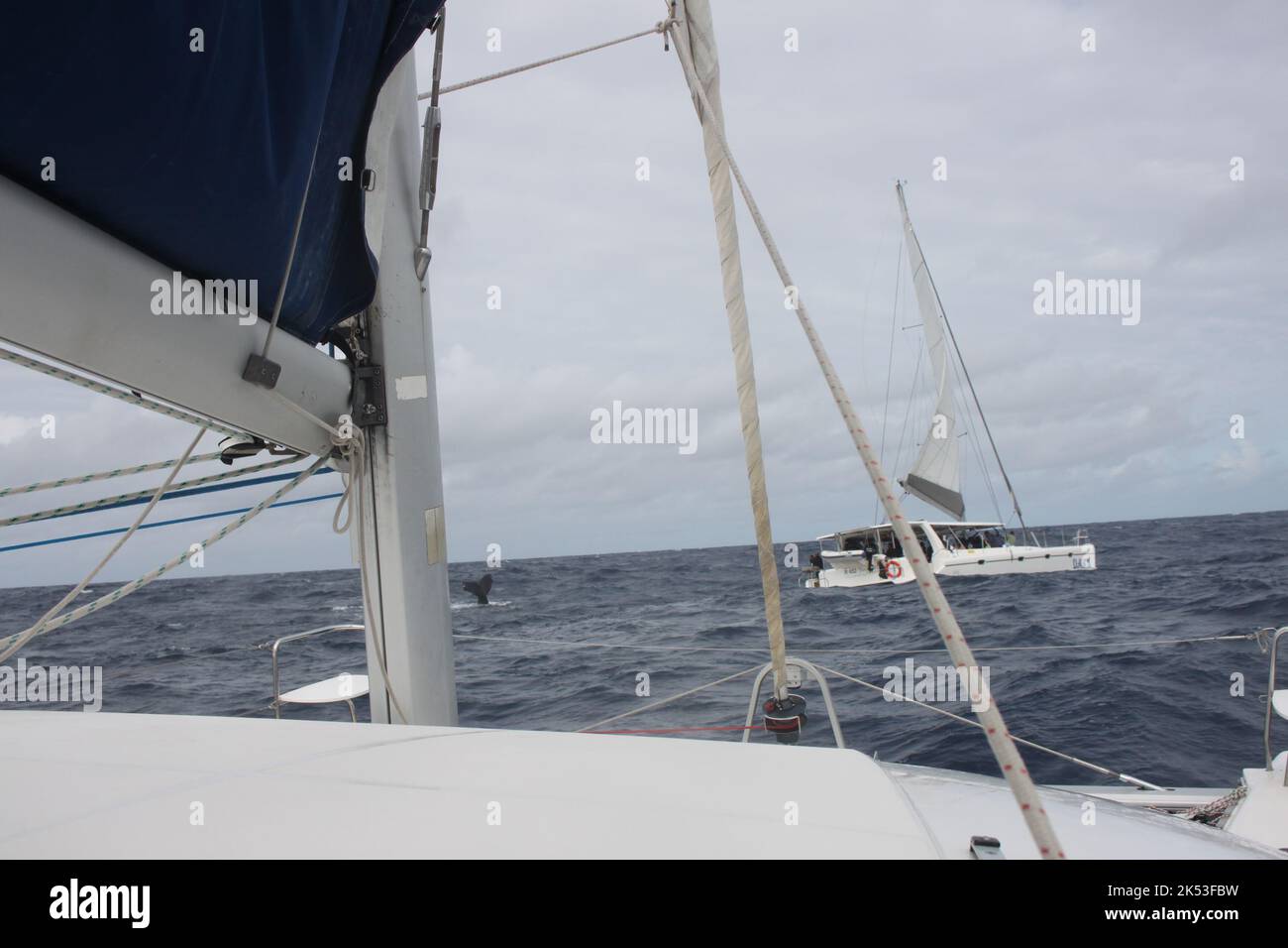 Coda di balena con zattere Mauritius Foto Stock