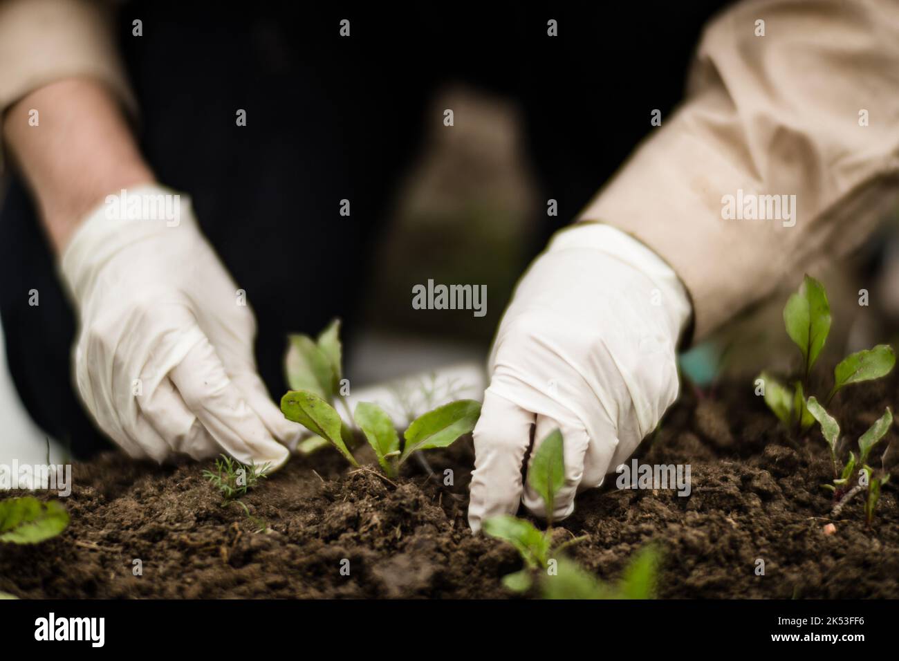 La mano di una donna rimuove le erbacce. Controllo delle erbacce e degli infestanti in giardino. Terreno coltivato in primo piano. Pianta agricola che cresce nel giardino Foto Stock