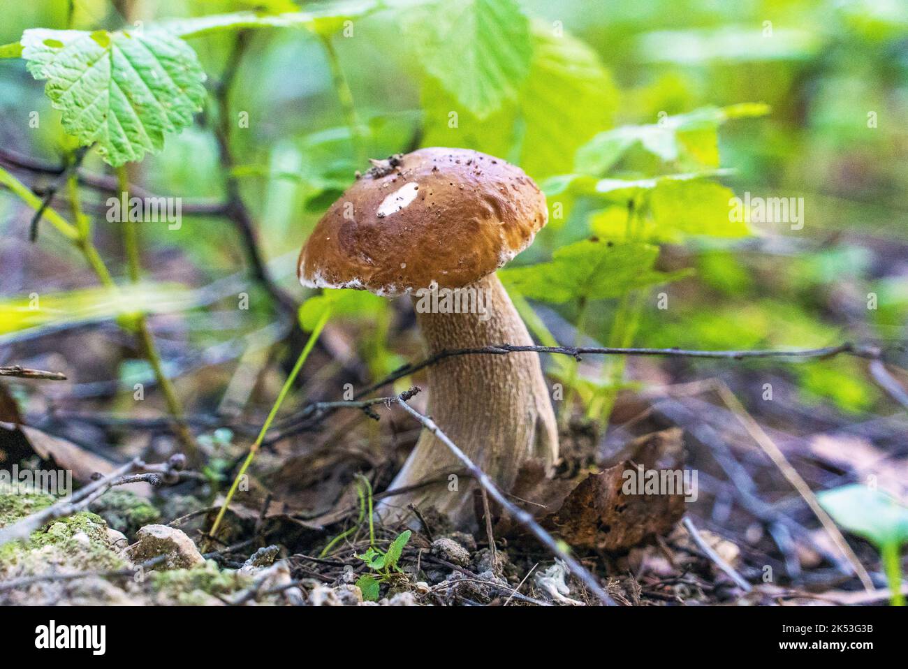 Un giovane fungo bianco nell'erba in una radura di foresta Foto Stock