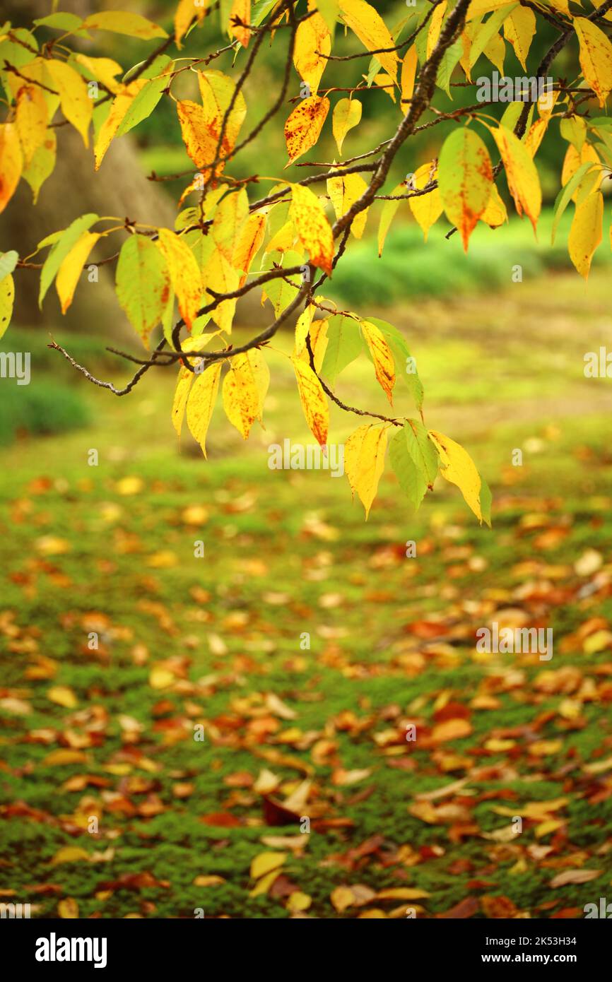 Foglie di un faggio in un parco autunnale che diventa giallo Foto Stock