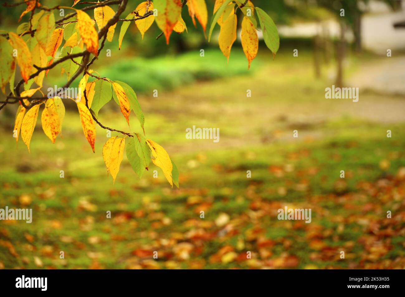 Foglie di un faggio in un parco autunnale che diventa giallo Foto Stock
