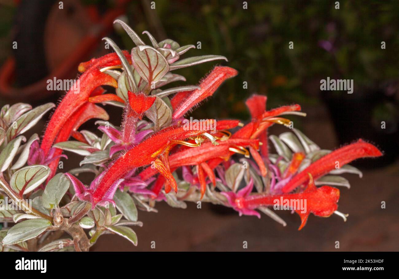 Splendida e insolita pianta indoor, Colombea variegata, Goldfish pianta, con foglie variegate e fiori tubolari rossi vividi su sfondo scuro Foto Stock