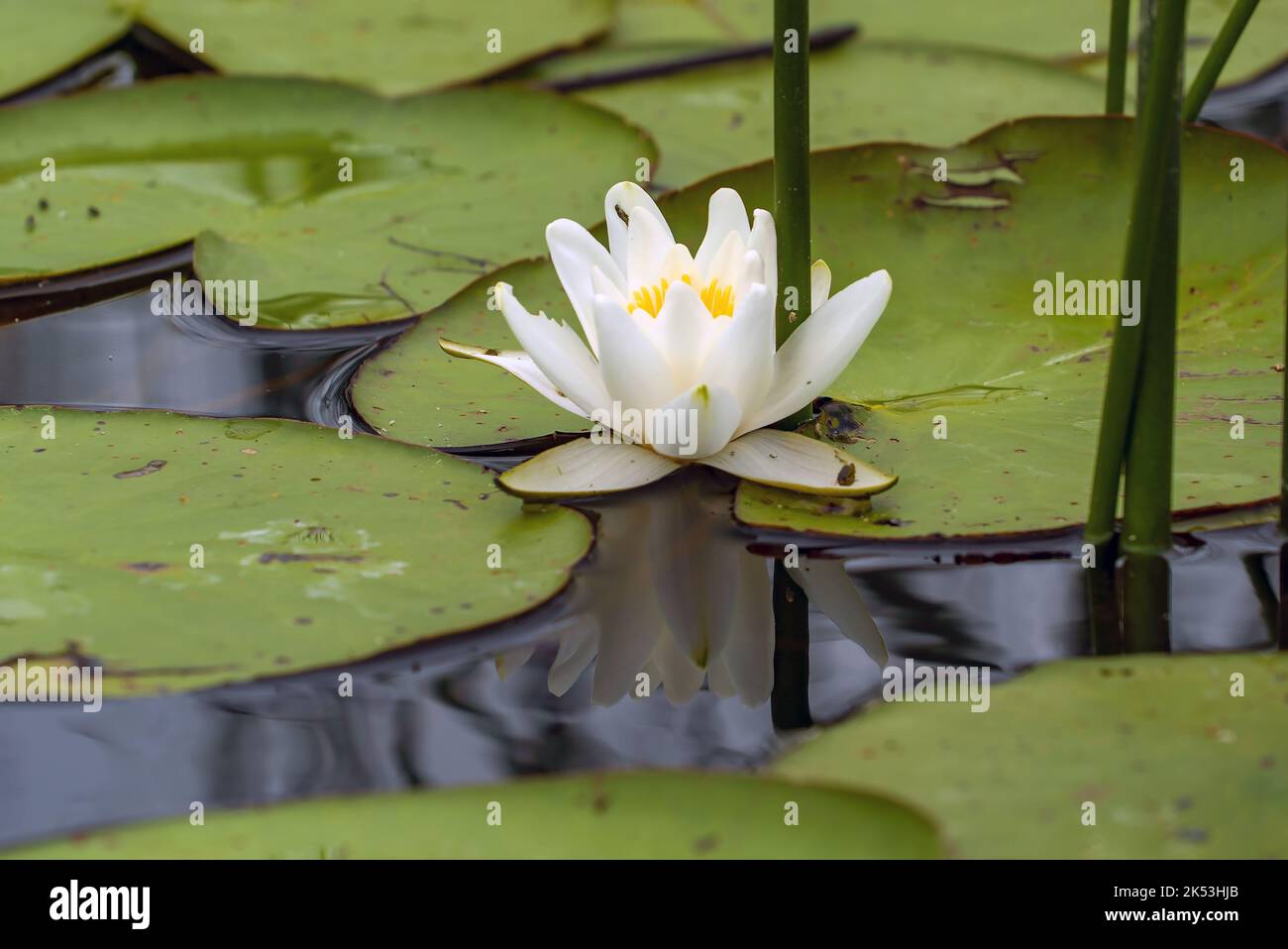 Un fiore di giglio bianco in acqua con foglie verdi sul lago. Lago di Vrevo . Alexandrovka. Regione di Leningrado. Foto Stock