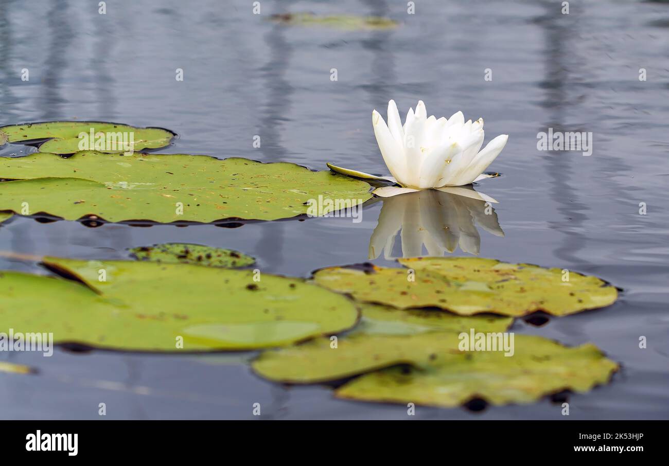 Un fiore di giglio bianco in acqua con foglie verdi sul lago. Lago di Vrevo . Alexandrovka. Regione di Leningrado. Foto Stock