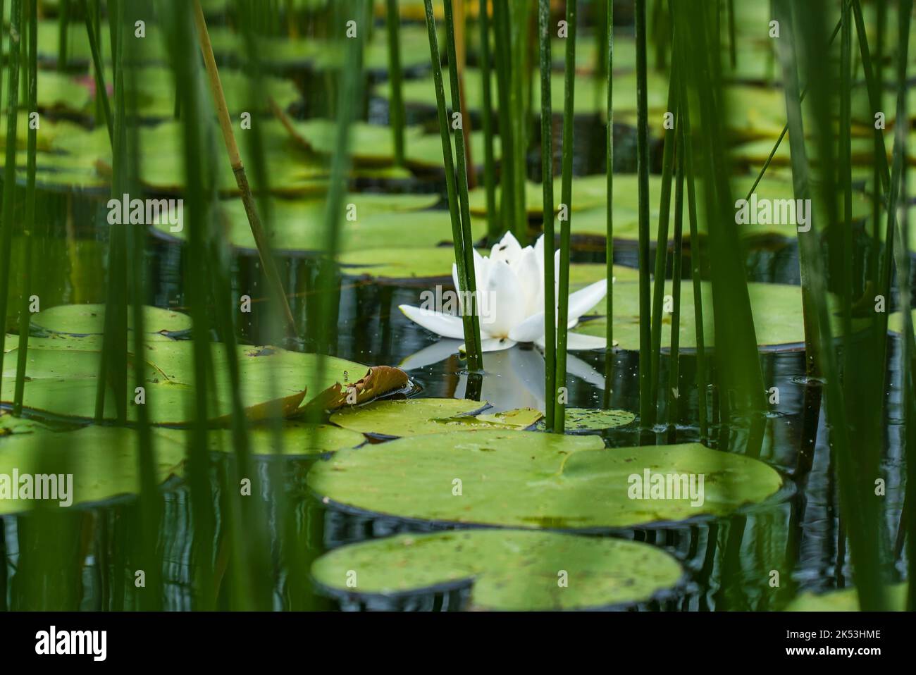 Un fiore di giglio bianco in acqua con foglie verdi sul lago. Foto Stock