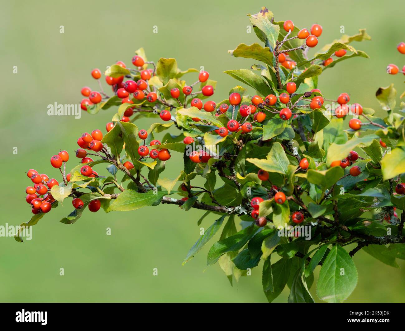 Bacche rosse autunnali del piccolo albero duro deciduo, Photinia villosa Foto Stock