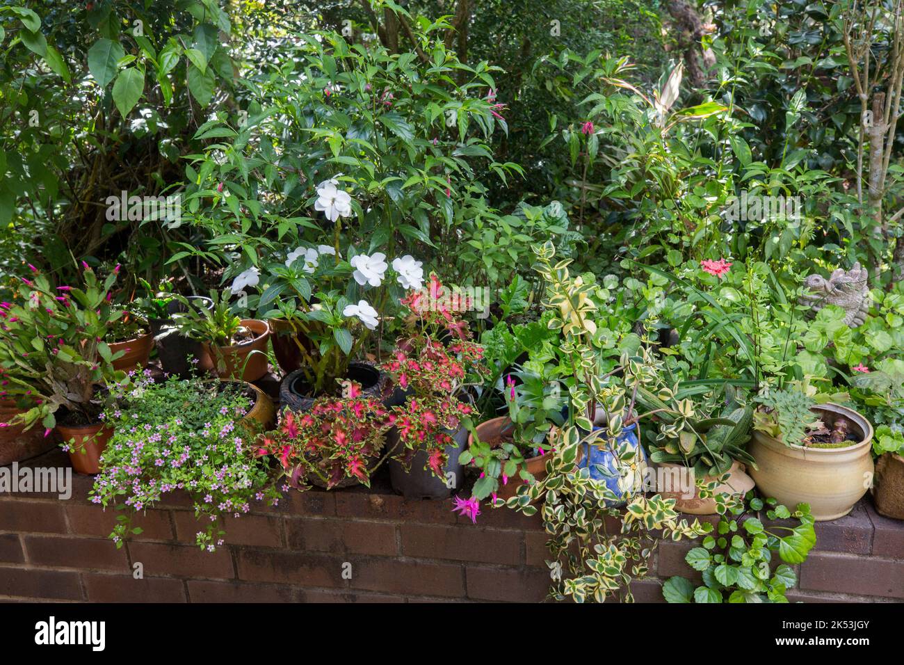 Collezione di piante da giardino con foglie e fiori colorati che crescono in contenitori e appesi su pareti di mattoni marroni, in Australia Foto Stock Collezione di piante da giardino con foglie e fiori colorati che crescono in contenitori e appesi su pareti di mattoni marroni, in Australia Foto Stock