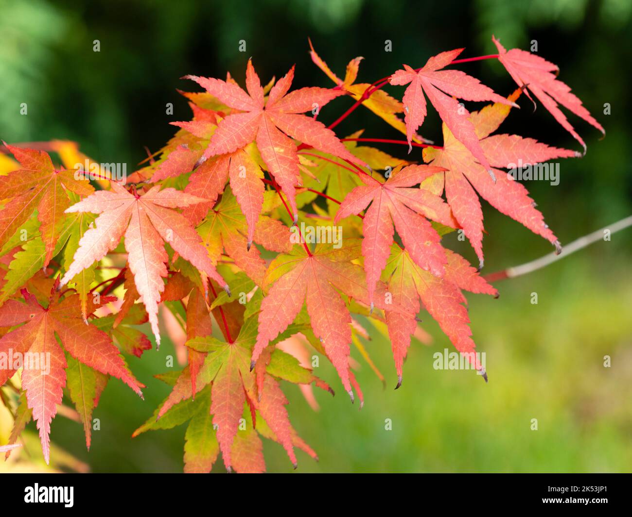 Foglie autimne in oro rosso e steli rossi dell'acero giapponese duro, Acer palmatum 'Eddisbury' Foto Stock