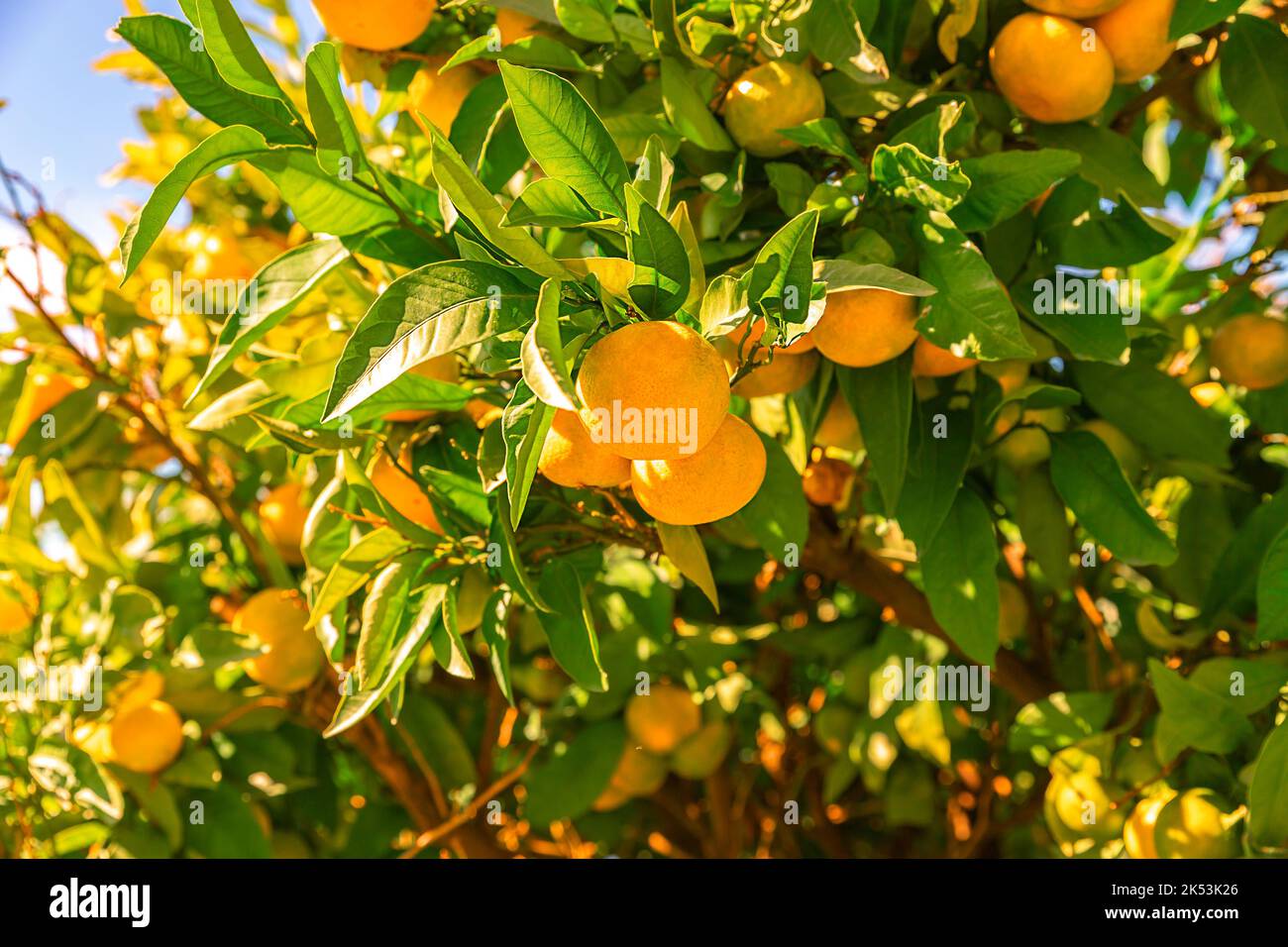 Albero di mandarino. Mandarino maturo appeso ai rami. Bella frutta sana e succosa che cresce in un giardino soleggiato. Agrumi biologici e sani all'aperto. Dividi Foto Stock