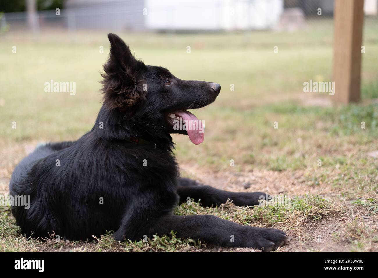 Black German Shepherd Dog che depone Foto Stock