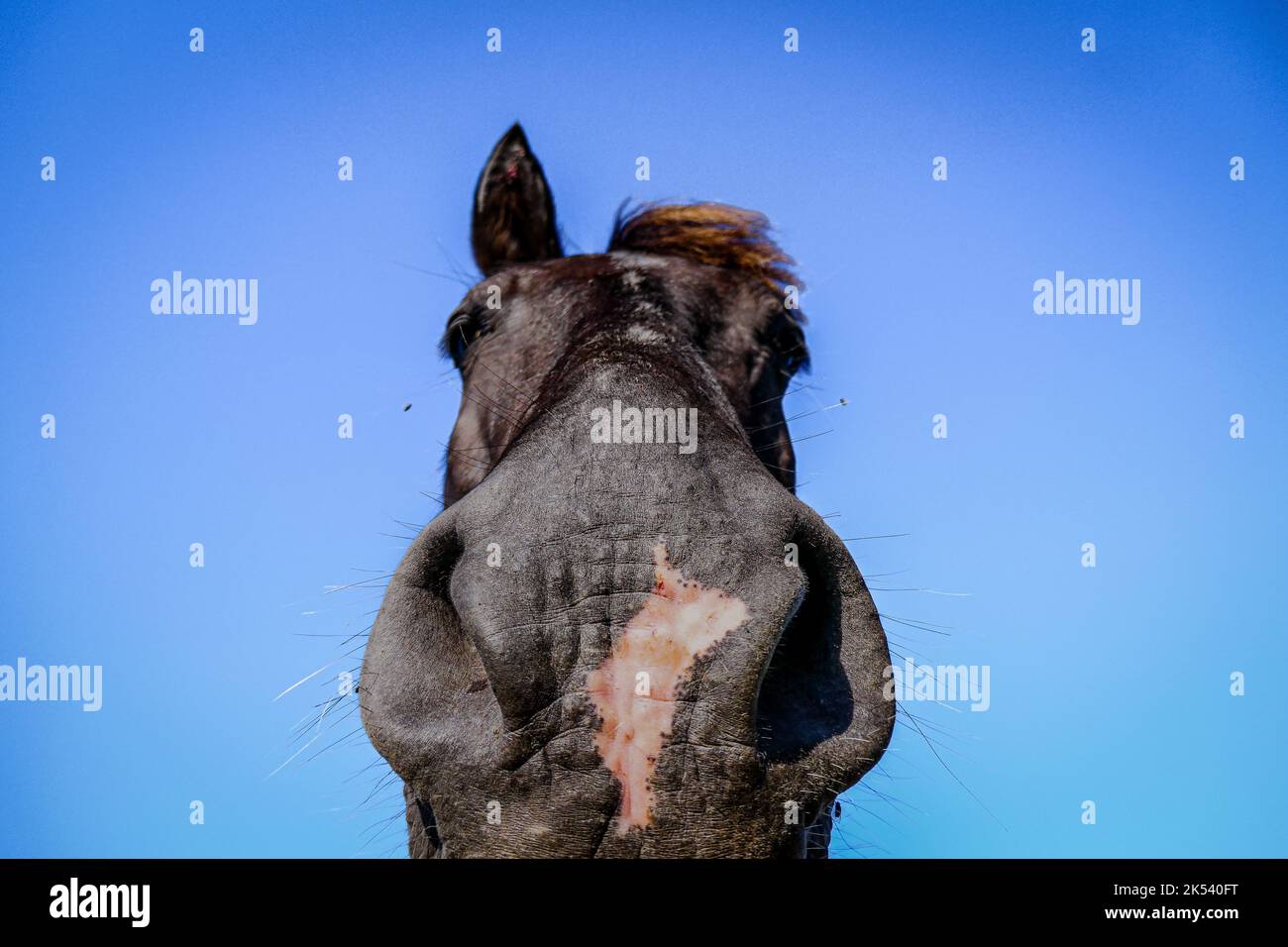 Un viso carino sul colpo di testa da sotto di un cavallo Foto Stock