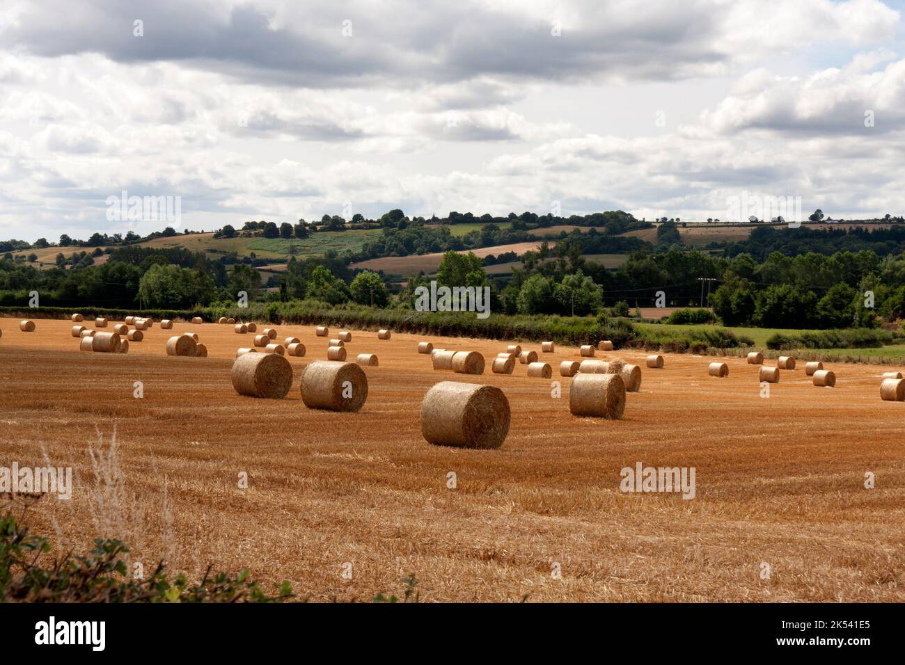 Balle di fieno tradizionali nella Golden Valley vicino Peterchurch & Abbey Dore, B4317, Herefordshire, Inghilterra Foto Stock