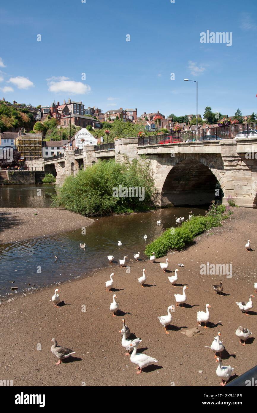 Gregge di anatre, Bridgnorth sul fiume Severn, Shropshire, Inghilterra Foto Stock