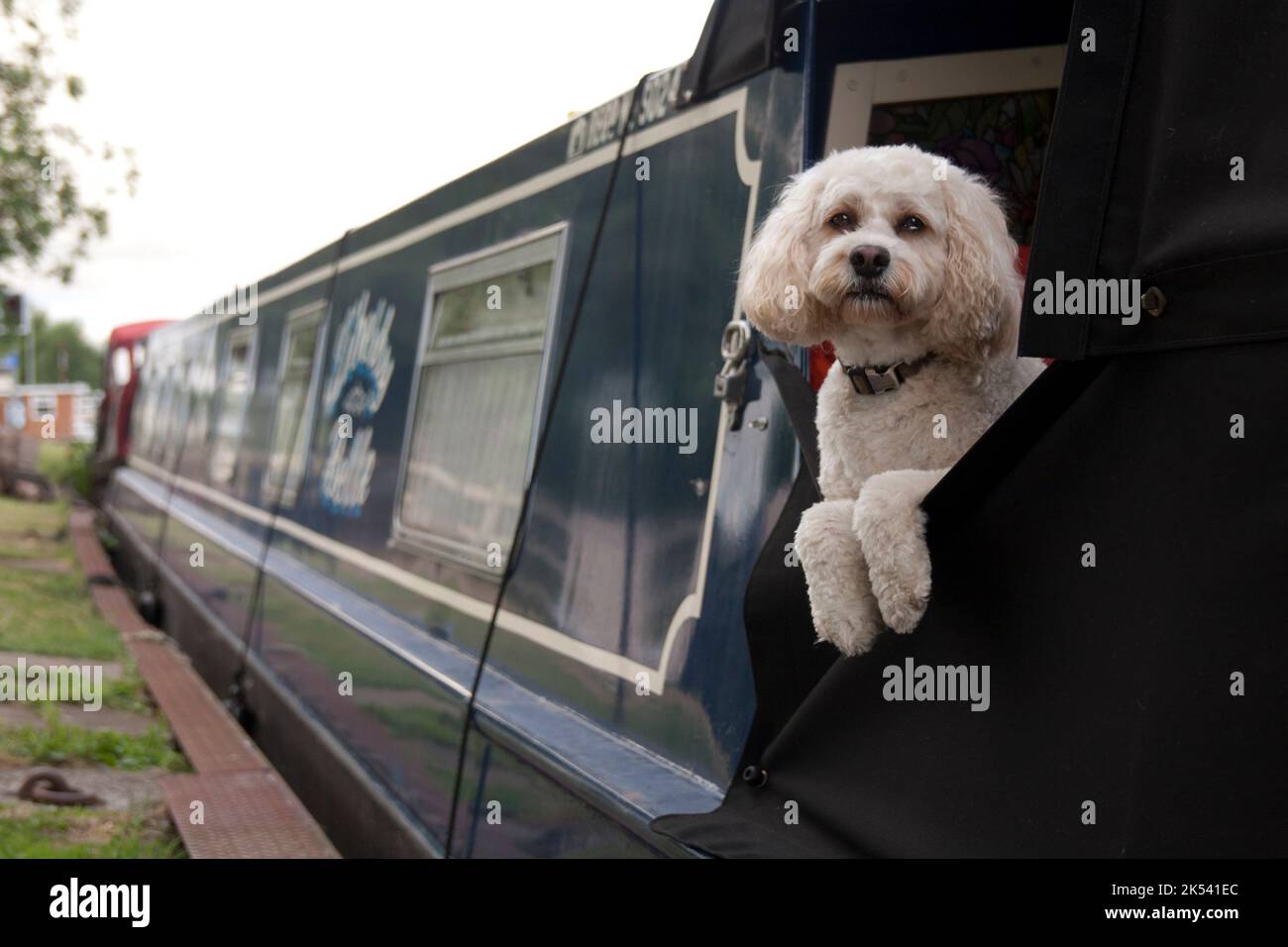 Cane sulla barca dei canali, Regno Unito Foto Stock
