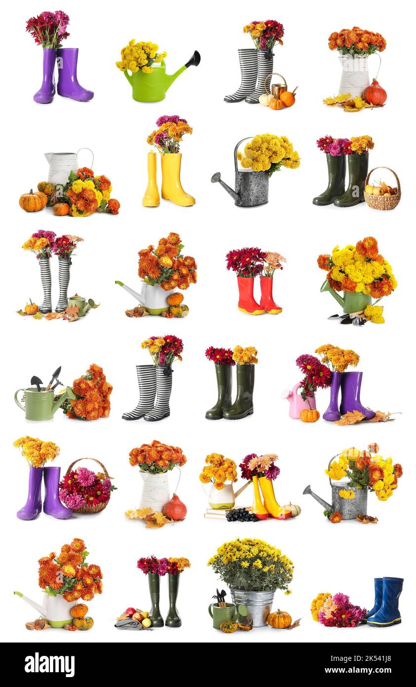 Set di fiori freschi di crisantemo con stivali in gomma, lattine da annaffiatura e attrezzi da giardinaggio su sfondo bianco Foto Stock