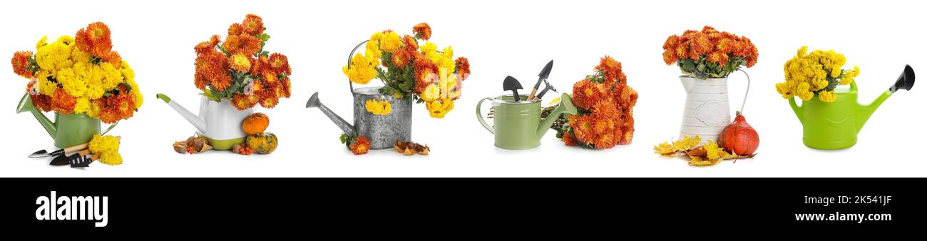 Collage di fiori di crisantemo con stivali in gomma, lattine da annaffiatura e attrezzi da giardinaggio su sfondo bianco Foto Stock
