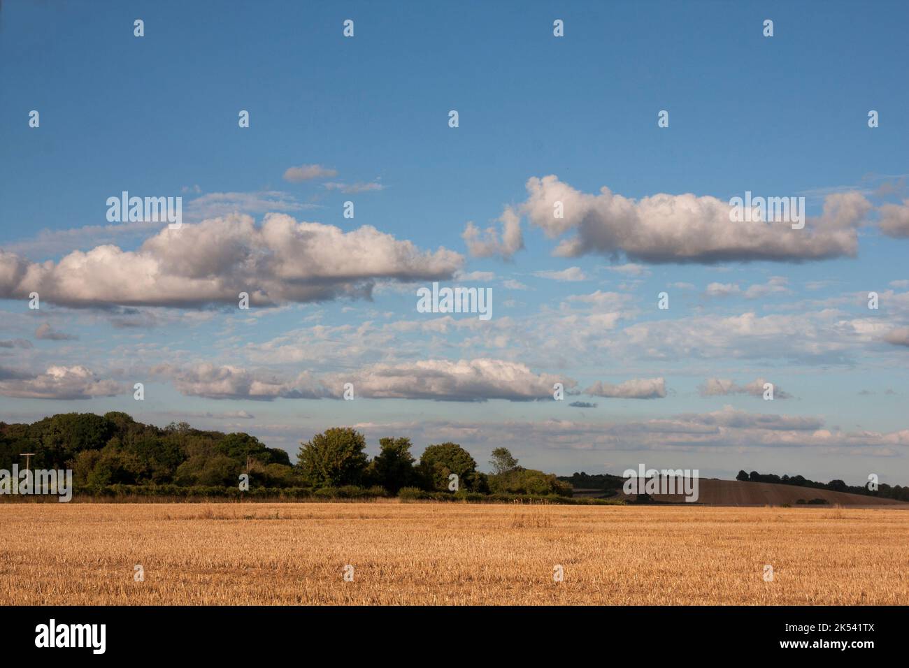 Scenario rurale e nuvole puffy in una serata estiva, Wilton, Wiltshire, Inghilterra Foto Stock