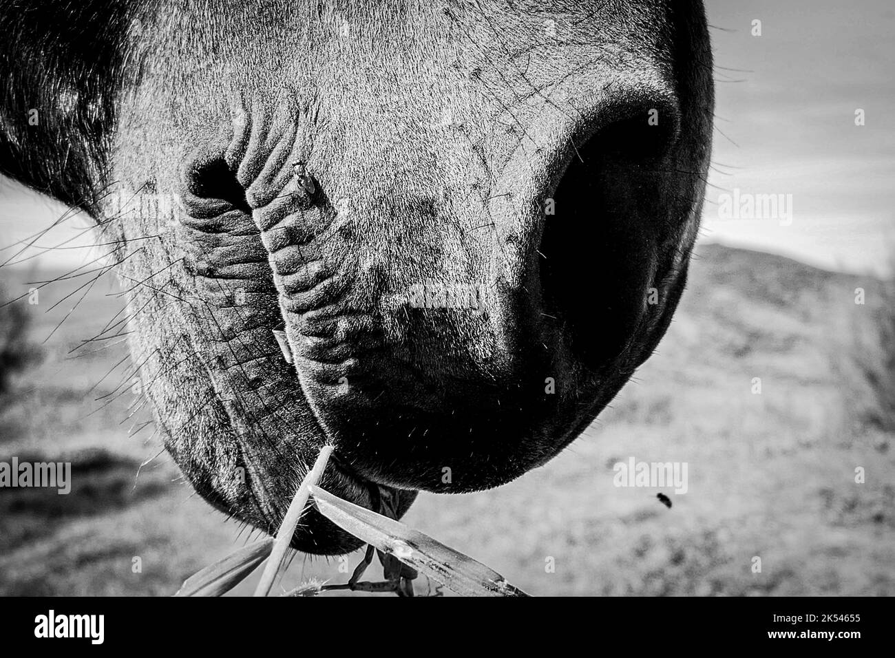 Cute primo piano di un cavallo faccia e testa Foto Stock