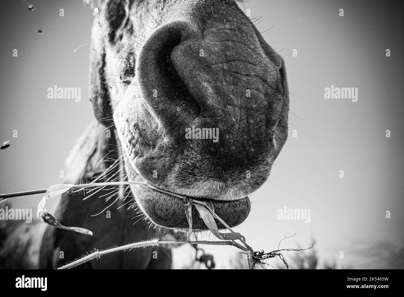 Cute primo piano di un cavallo faccia e testa Foto Stock